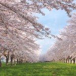 桜前線2015全国の開花予想