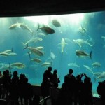東京都江戸川区　葛西臨海水族園にクロマグロが復活！