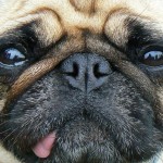 飼い主に協力しない人は犬も嫌い! 京大研究チームが発表