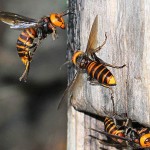 危険外来生物のツマアカスズメバチが北九州に侵入