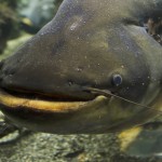 近大ナマズ丼　いよいよ一般販売に向け始動！