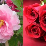 牡丹と薔薇が復活！第二次ボタバラブームなるか！？